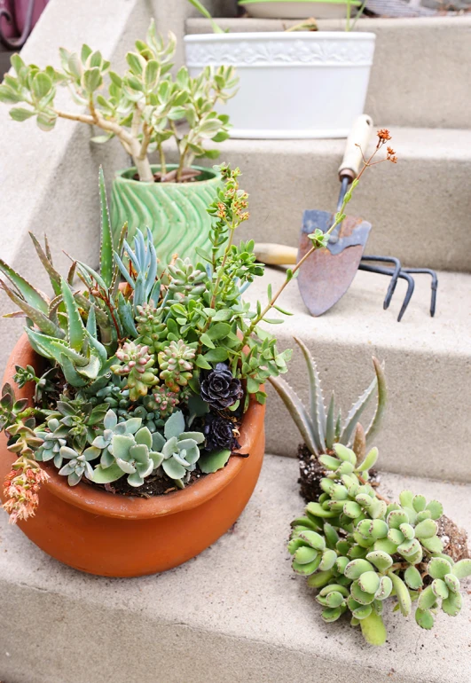 some plants and tools placed on concrete steps