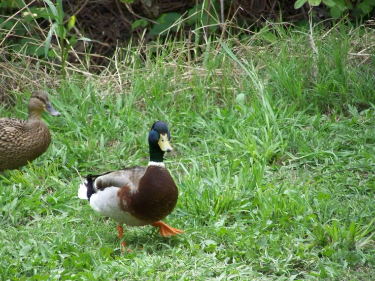 two birds walking around in a field of grass