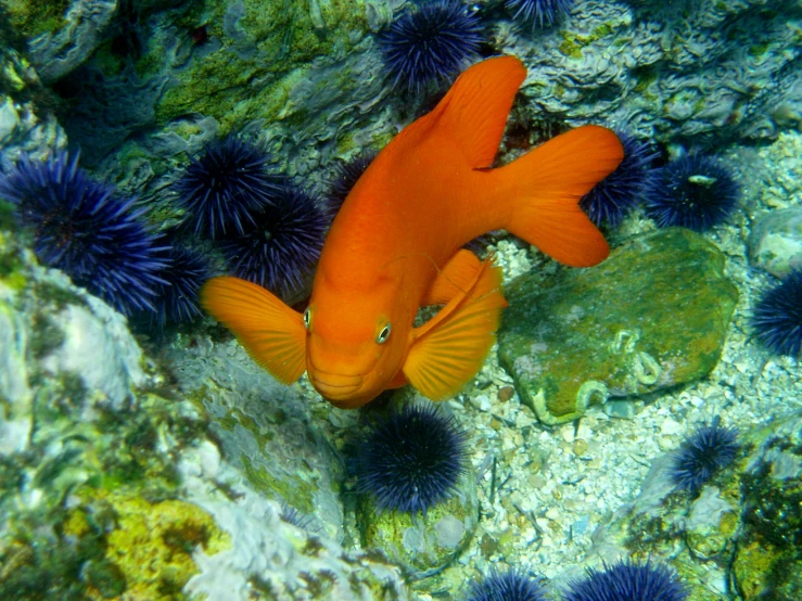 a very pretty orange fish with blue sea balls around it