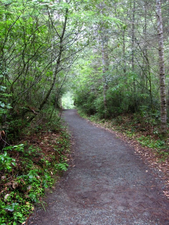 a narrow trail surrounded by trees and leaves