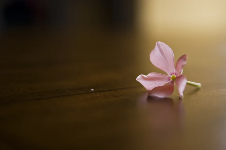 a small flower is sitting on the ground