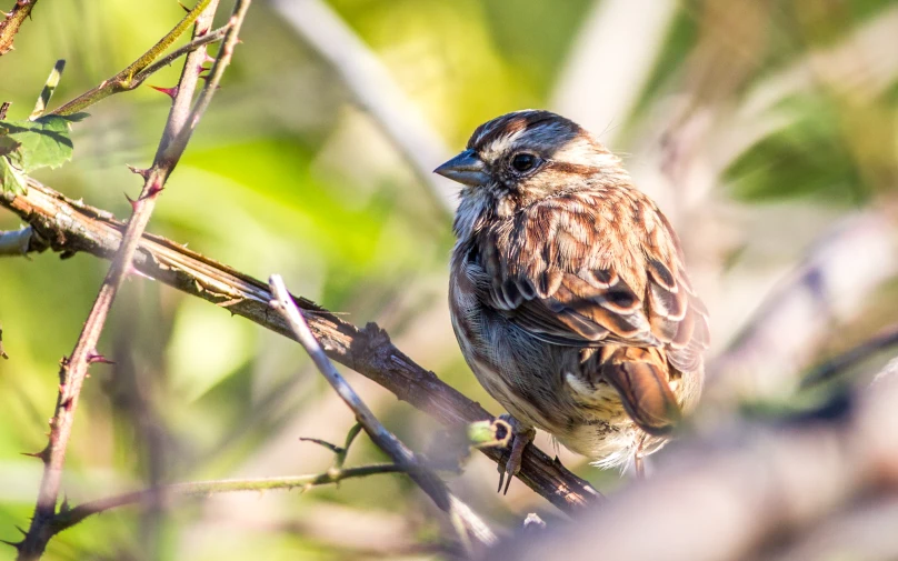 a brown and black bird sitting on top of a tree nch