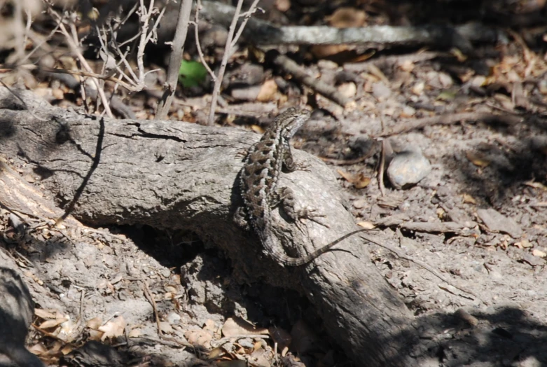 an image of a lizard on the ground