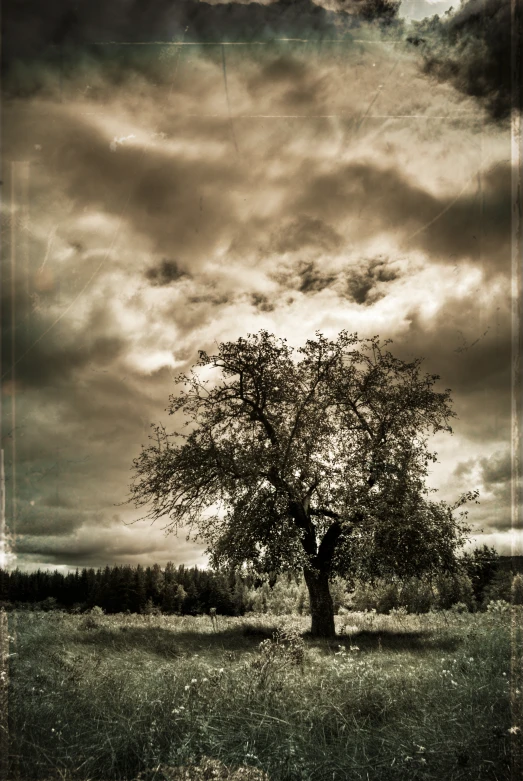 a lone tree standing in a green field