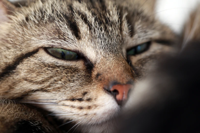 a cat sleeping with its head close to another