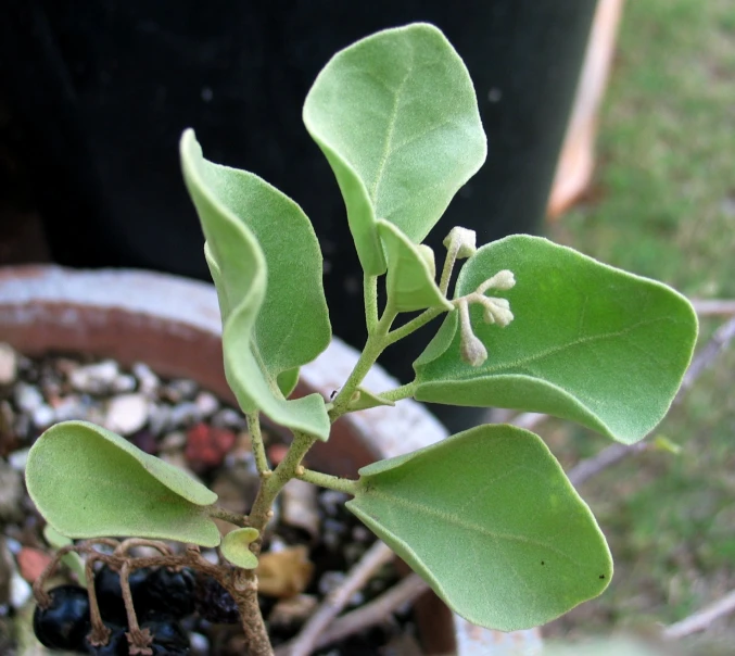 a plant in a pot filled with dirt