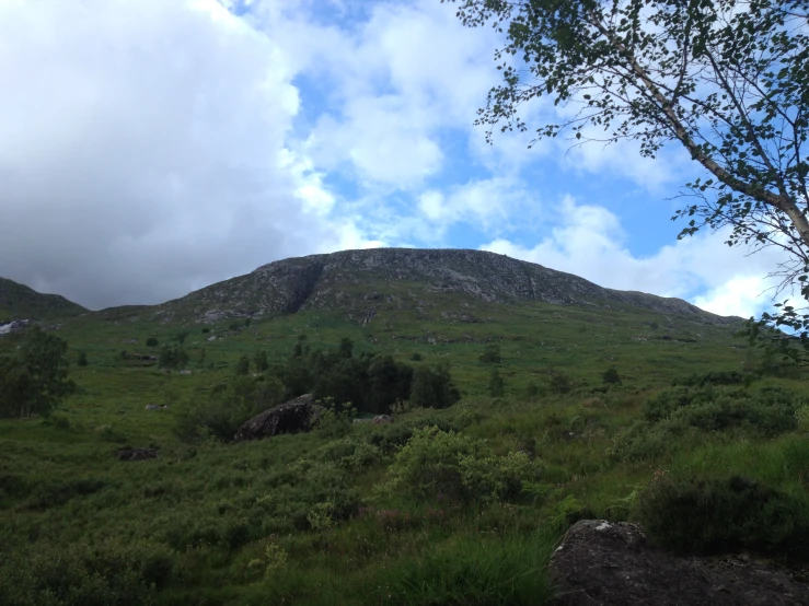 a grassy field with some trees and mountain in the distance