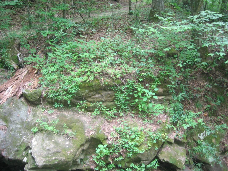 a rock in the middle of a forest surrounded by leaves and trees