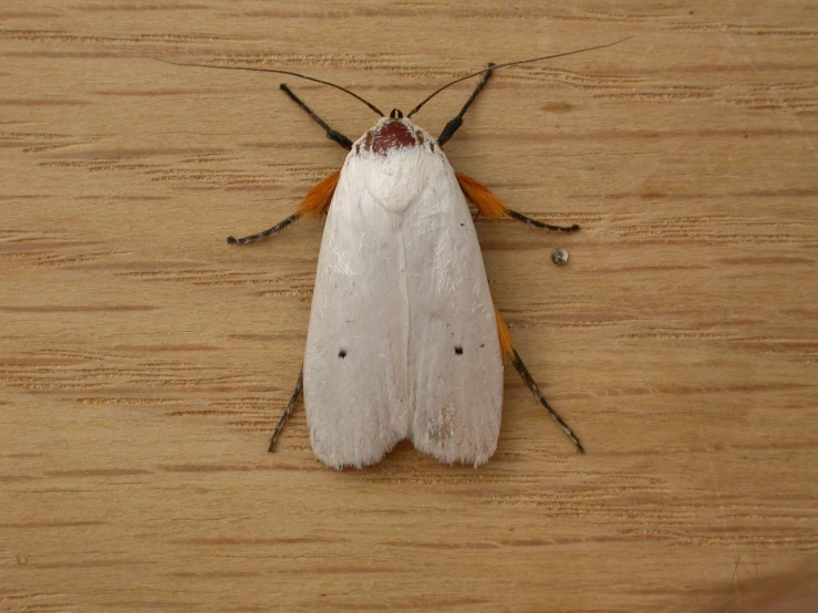 this moth has two wings and one ear flaps