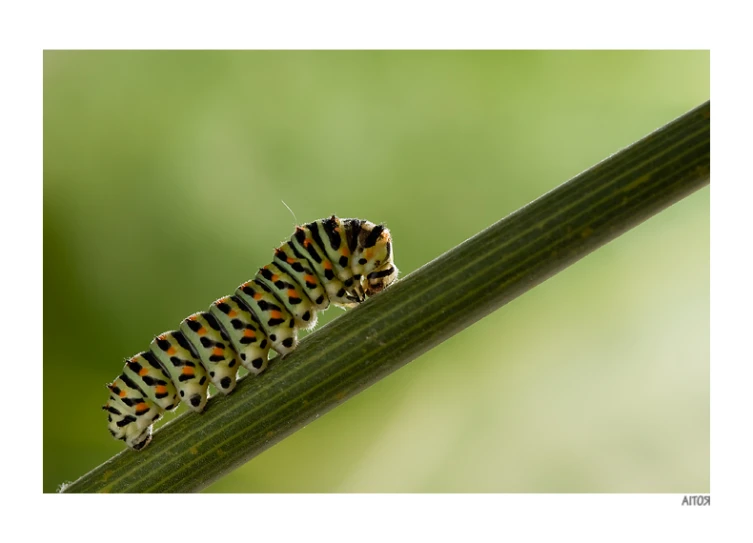 a caterpillar is sitting on the green stem