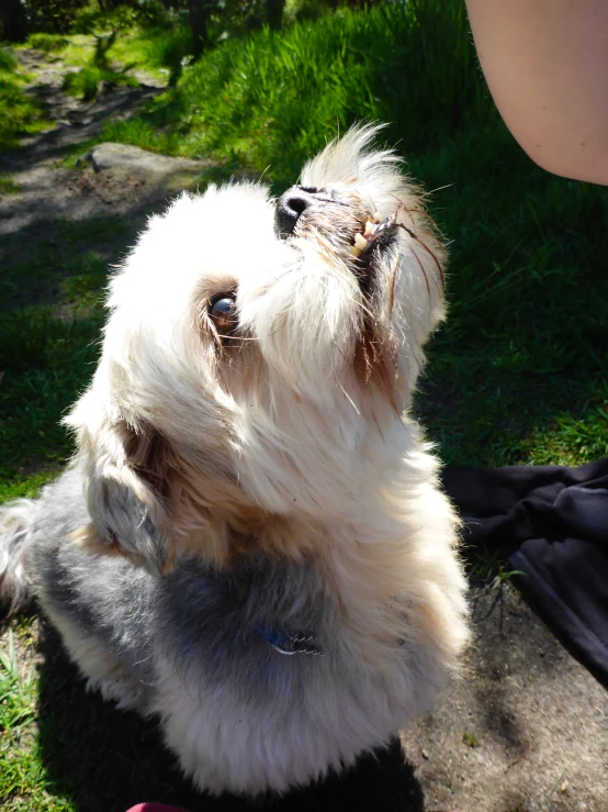 dog with its head up on top of a person's boot