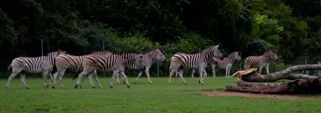 a herd of ze standing on top of a grass covered field