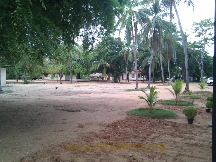 some birds are standing on the ground and trees