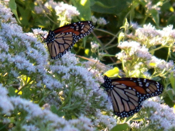 the monarch erflies are resting in the flowers