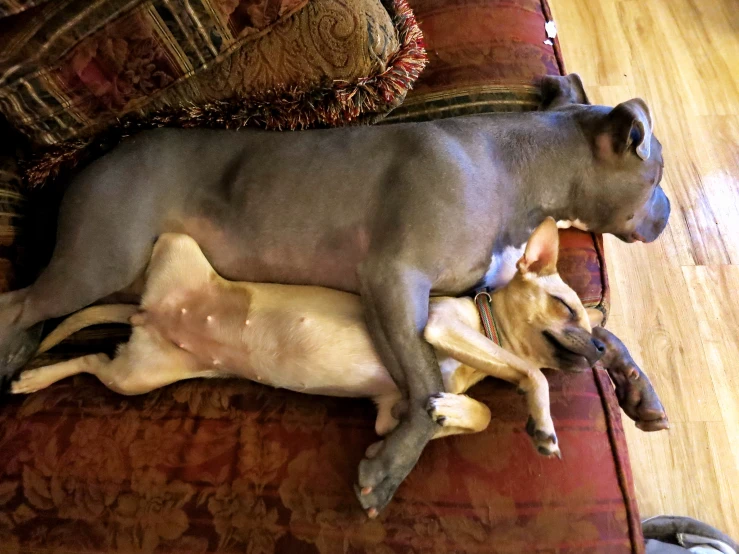 a dog lays on top of a dog