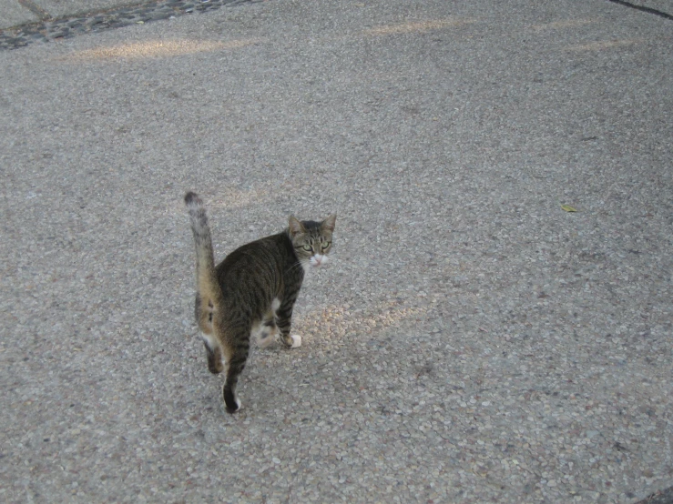 a cat that is walking down a street