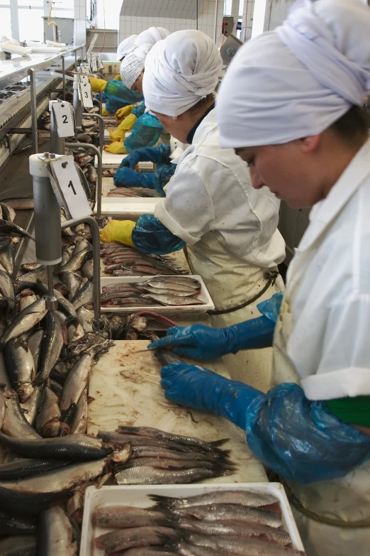 a fish kitchen is full of workers with a variety of fish