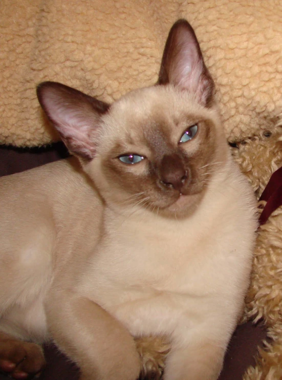 a siamese cat lying down on a blanket next to a teddy bear