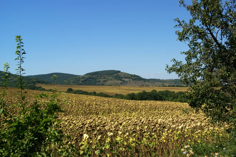 a field with a hill in the distance