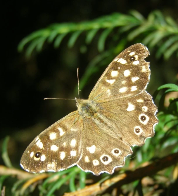 a erfly on a tree nch with leaves