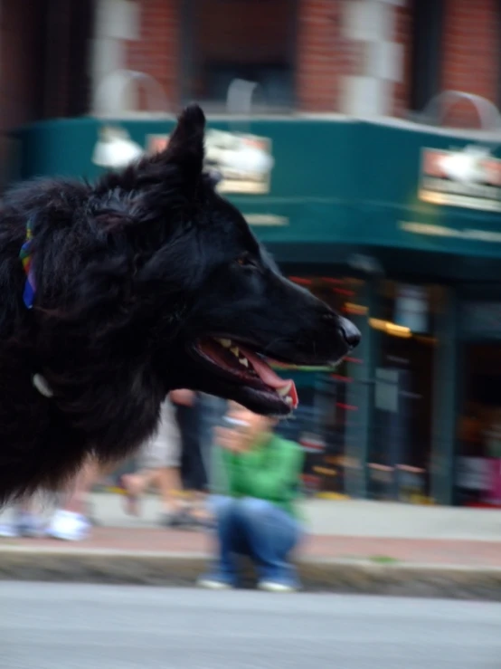 a black dog running down the street in front of people