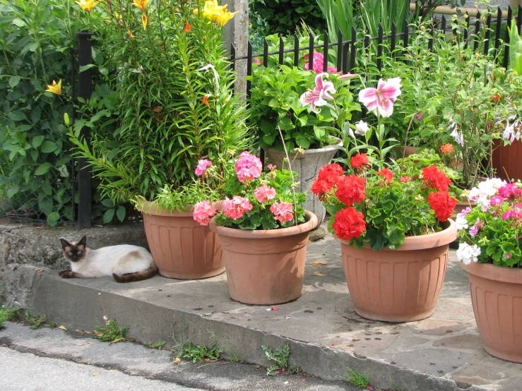 several flower pots with flowers in them and a cat laying down