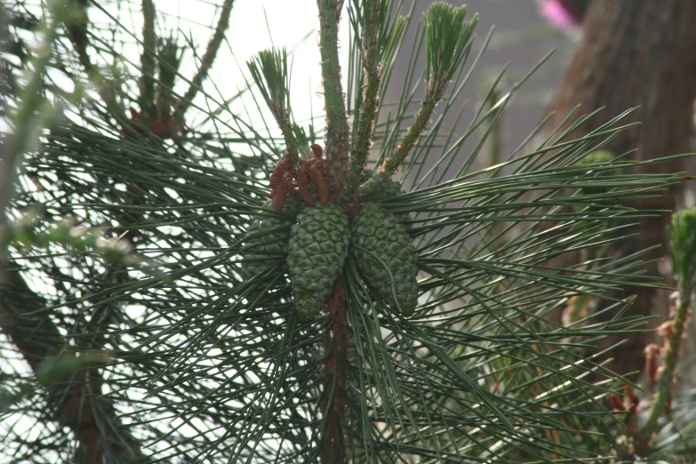 close up po of pine tree nches with small cones