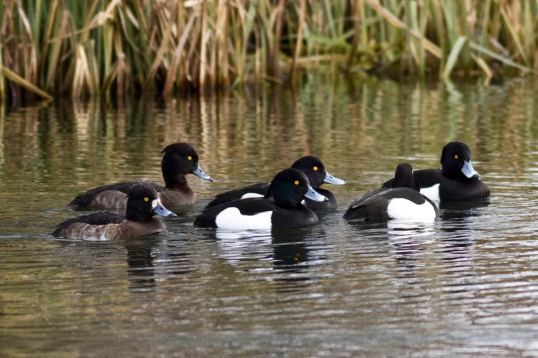 ducks are sitting in the water near some reeds