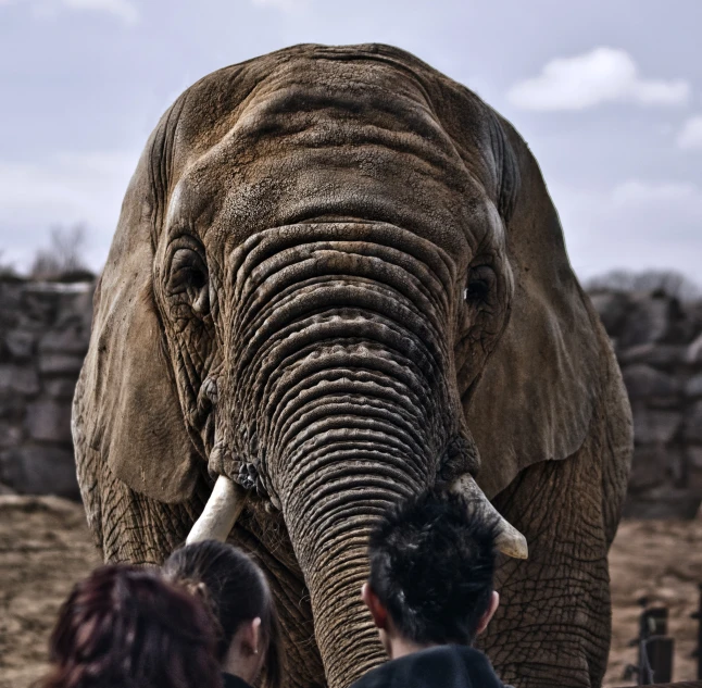 an elephant standing next to a person near a stone wall