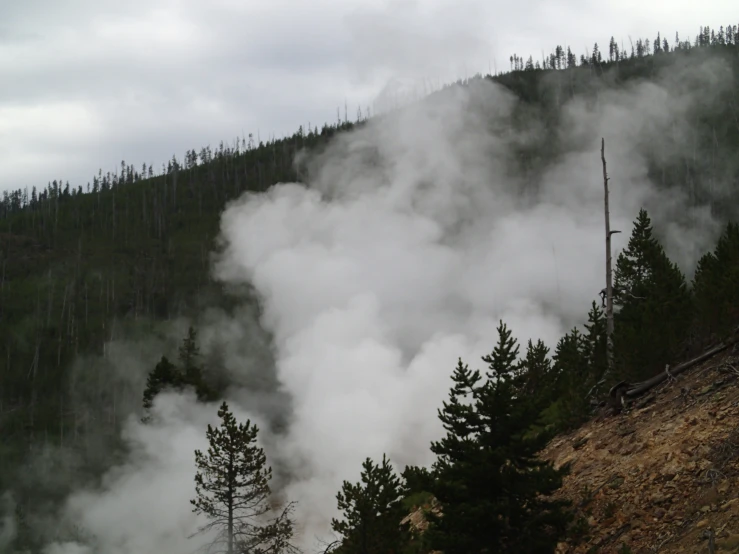 a train travelling past a forest covered with steam