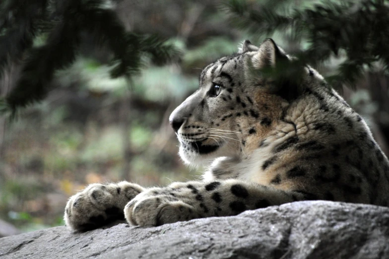 the snow leopard is laying on a rock