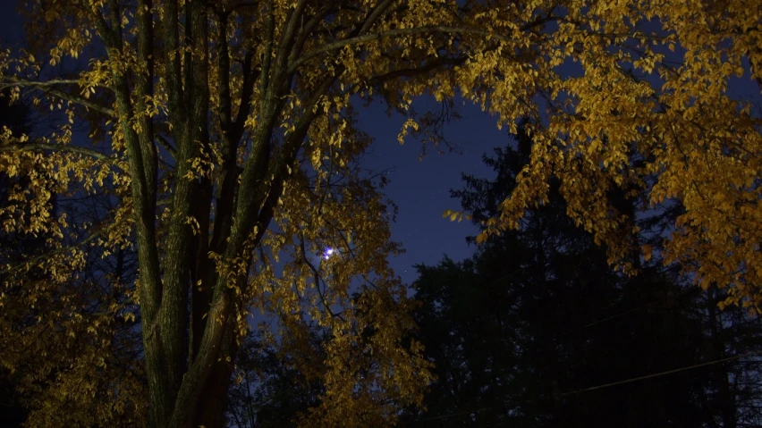 a bench sits beneath trees at night time