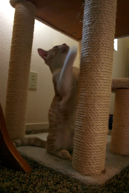 a cat standing on a carpeted cat tree looking up at itself