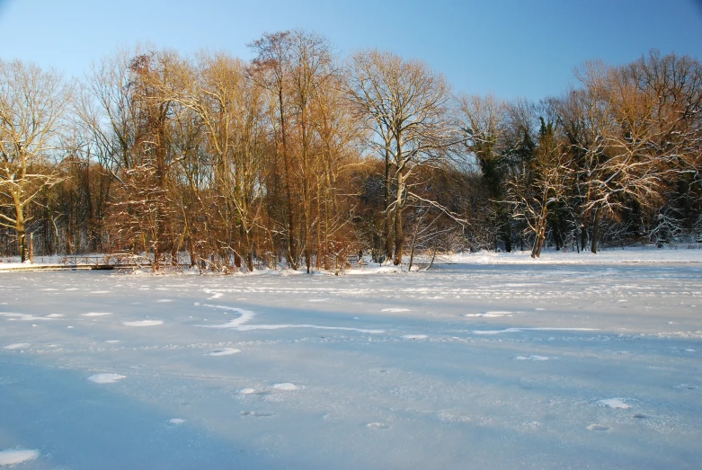 a picture of snow covered ground with trees