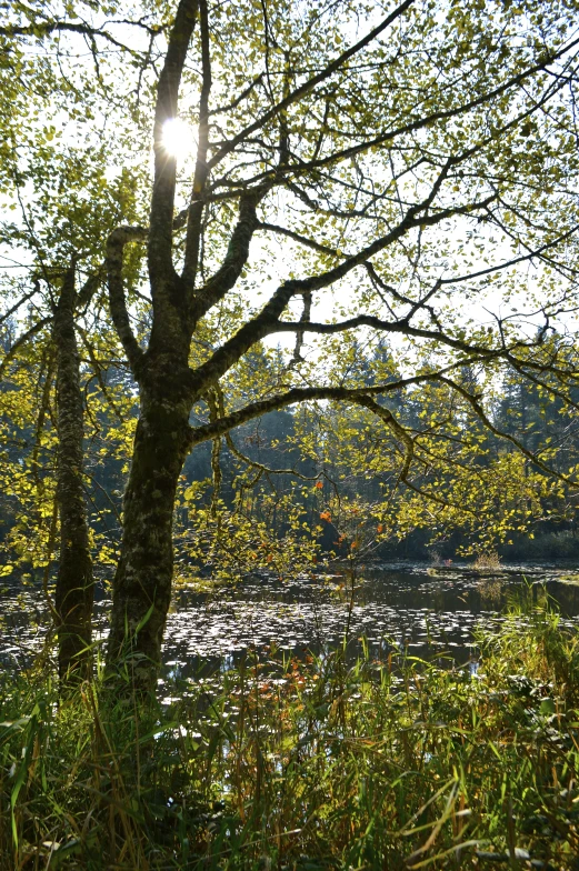 the trees and water surround the area where they are located