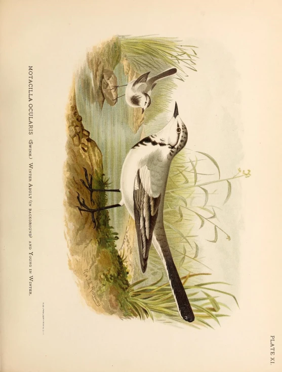 a drawing of two birds in a grass area