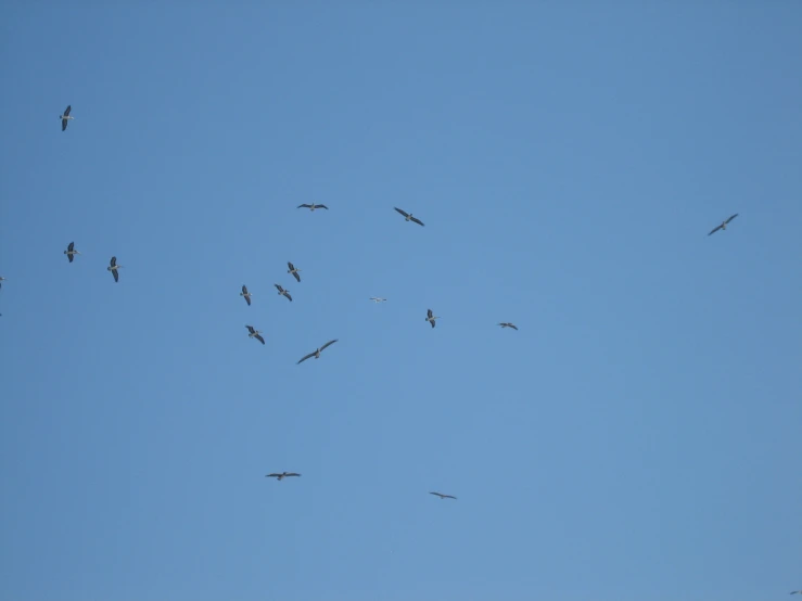 a flock of birds fly across the sky