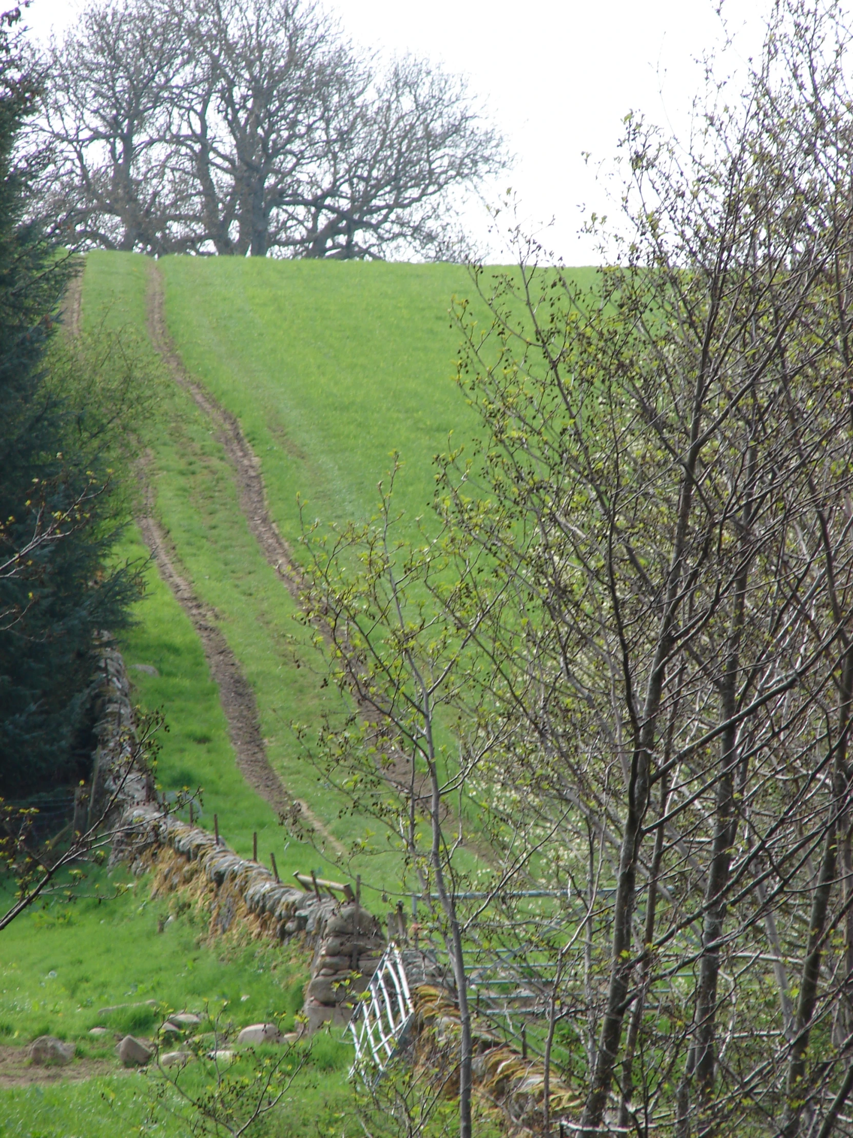 trees along a path and rock wall beside a meadow