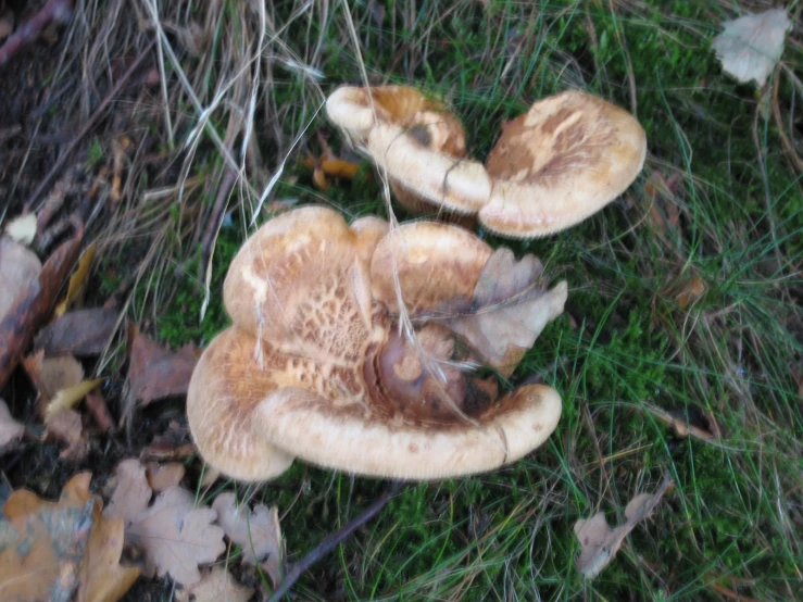 two mushroomes laying in the grass and leaves on the ground