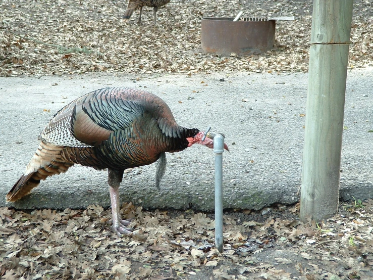 a turkey is standing in front of a pole and water spout