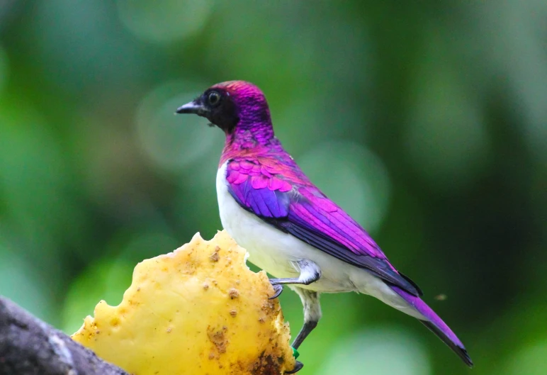 a small purple bird sitting on a nch