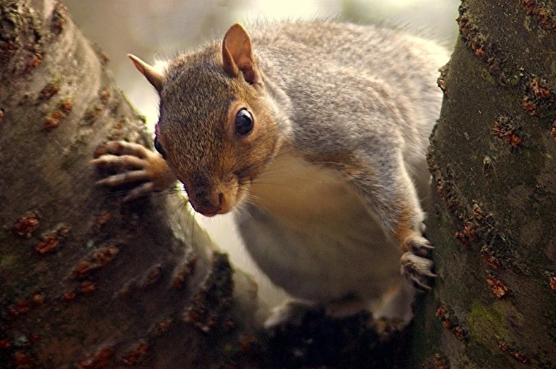 squirrel in a tree reaching up to the bark of a tree