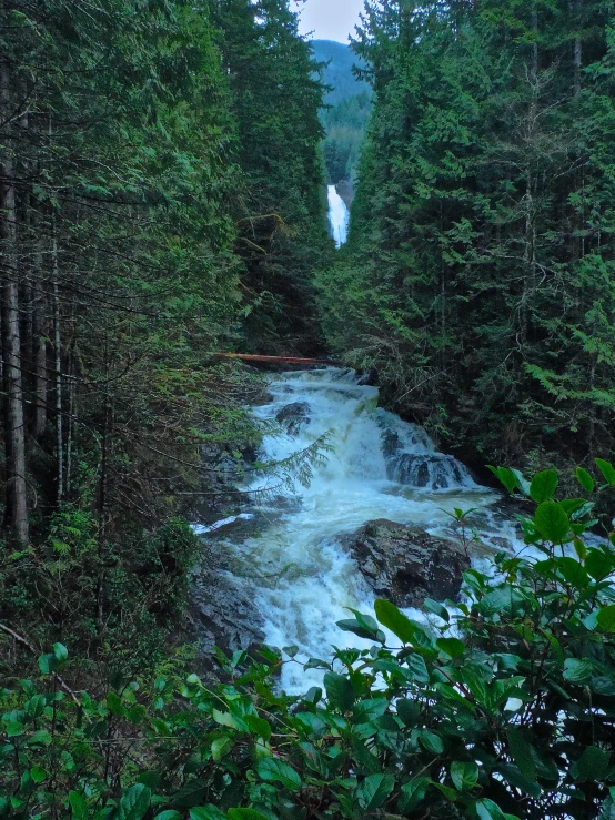 the stream runs between two trees with an overlook tower in the distance