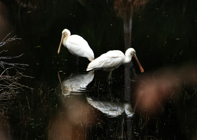 two white birds are sitting on the water