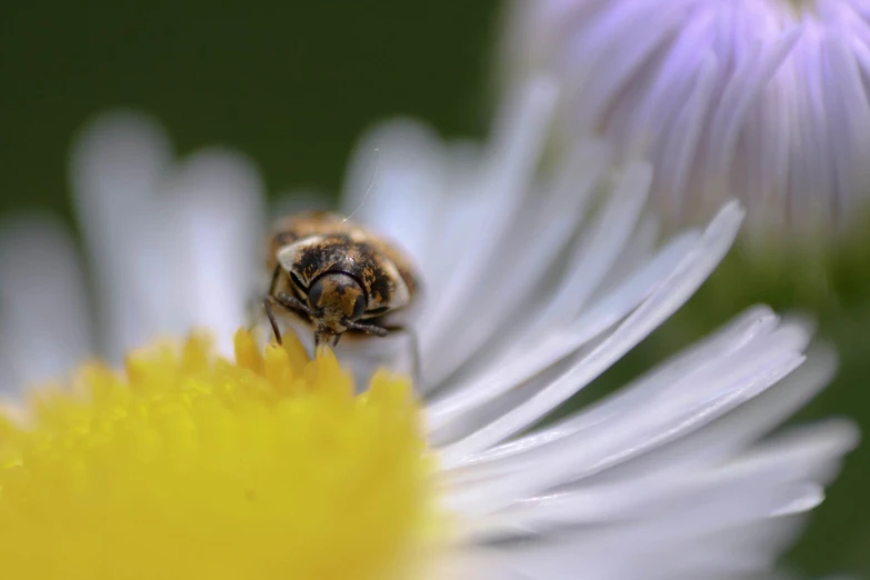 the honeybee is resting on the flower, which has been picked for pollen