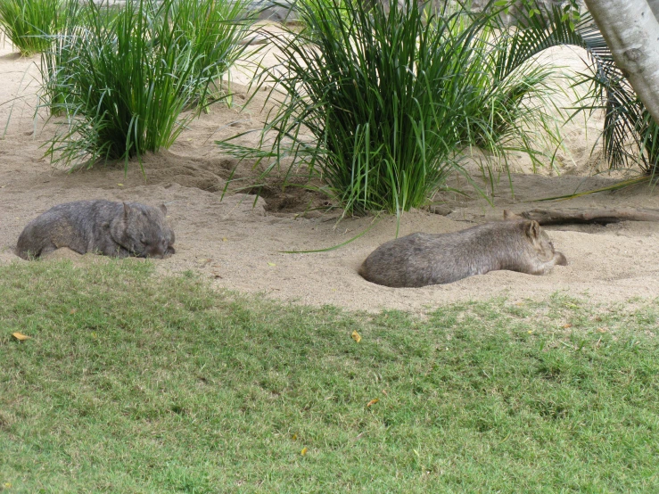 two animals laying on the grass near some tall green plants