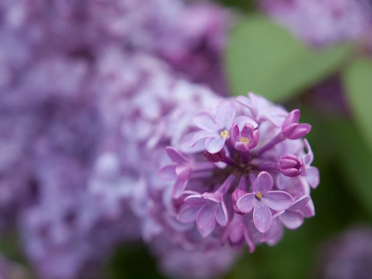 the pink flowers are blooming out in the green