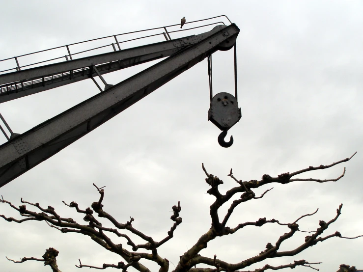 a crane is lifting nches from a tree