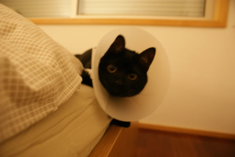 a black cat wearing a cone shaped hat on top of his head