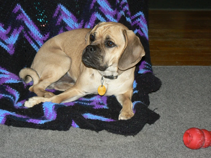 a brown dog laying on top of a blanket